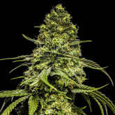 π Pomelo Seeds (100% off)